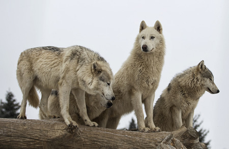 Dominator Hierarchy, the wolf pack